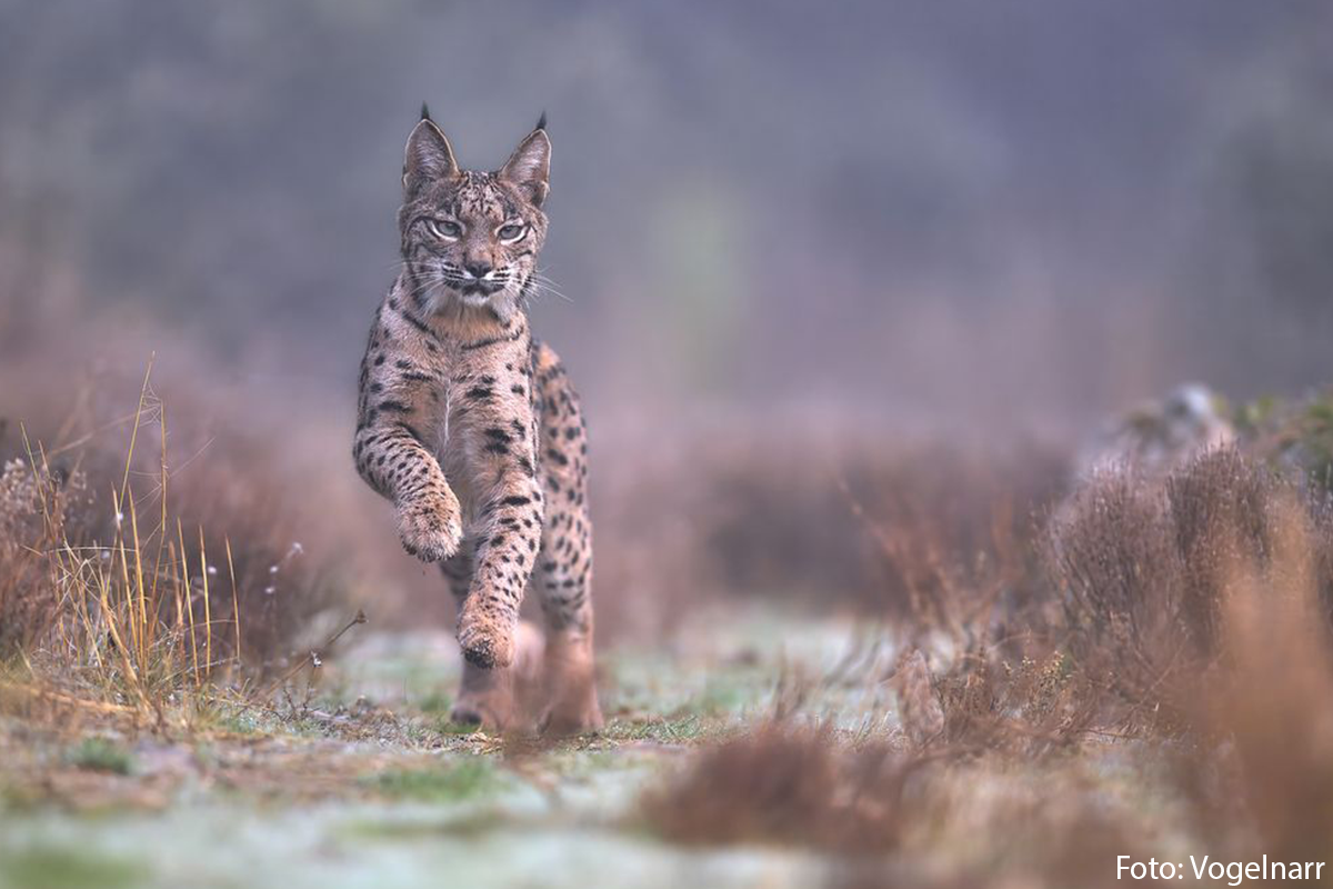 Wildlife & Tiere