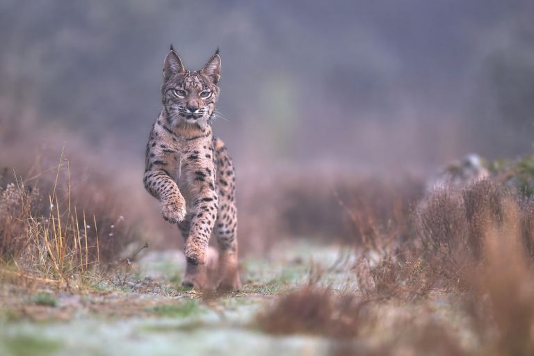 Wettbewerb Wildlife & Tiere