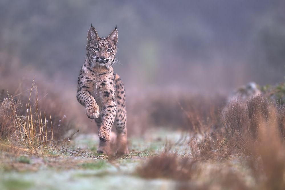 Wettbewerb Wildlife & Tiere