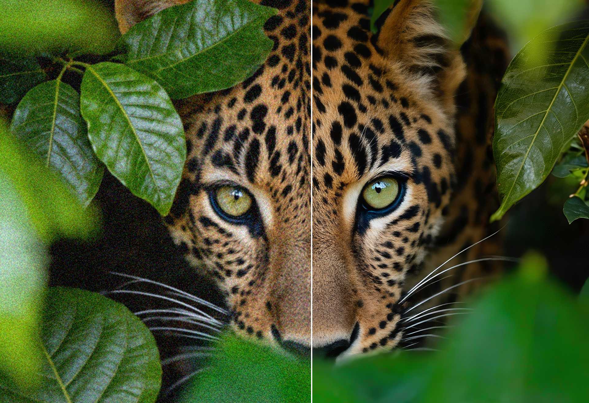 Leopard im Blattwerk im Vorher-Nachher-Vergleich: links verrauscht, rechts mit KI entrauscht und geschärft
